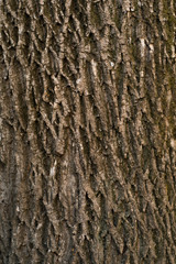 Obraz premium Embossed texture of the bark of oak. Panoramic photo of the oak texture. Tree bark of tree close-up. Old bark with cracks. Brown natural wood background. Selective focus image. Copy space. Vertical