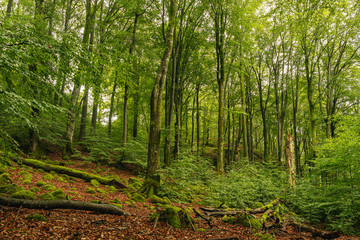 Lush and wild grown beech forest in Sweden