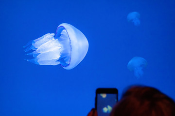 Visitors to the oceanarium take pictures  marine jellyfish