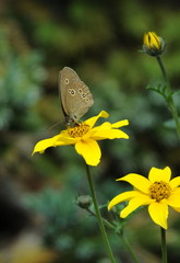 Schmetterling brauner Waldvogel auf Tupinamborblüte