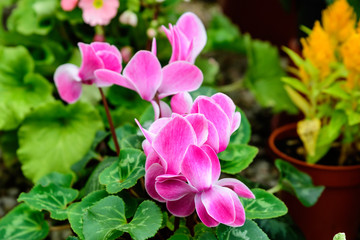 Close up of delicate small vivid pink flowers of Cyclamen persicum, commonly known as Persian or florist's cyclamen, in a pot in a garden in a sunny summer day, floral background in soft focus