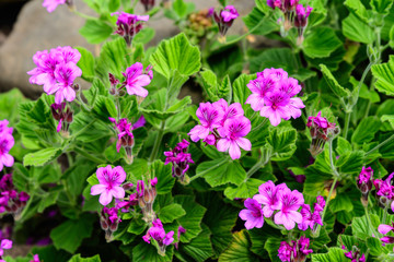 Group of vivid pink Pelargonium flowers (commonly known as geraniums, pelargoniums or storksbills) and fresh green leaves in a pot in a garden in a sunny spring day, multicolor natural texture
