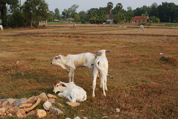 Obraz premium Three skinny white Cambodian cow. Countryside landscape in Kampot Province in southern Cambodia, Asia. A group of cows locals village. Agriculture and farming. Animals.