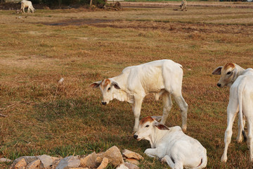 Obraz na płótnie Canvas Three skinny white Cambodian cow. Countryside landscape in Kampot Province in southern Cambodia, Asia. A group of cows locals village. Agriculture and farming. Animals.