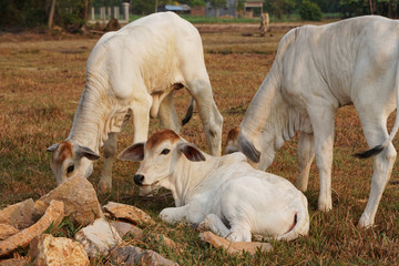 Obraz premium Three skinny white Cambodian cow. Countryside landscape in Kampot Province in southern Cambodia, Asia. A group of cows locals village. Agriculture and farming. Animals.