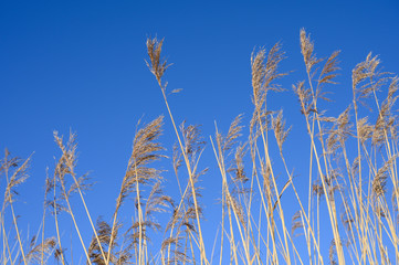 Schilfgras gegen den blauen Himmel