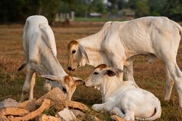 Obraz na płótnie Canvas Three skinny white Cambodian cow. Countryside landscape in Kampot Province in southern Cambodia, Asia. A group of cows locals village. Agriculture and farming. Animals.