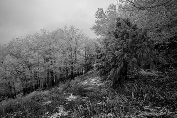  fairytale picture in a frozen forest