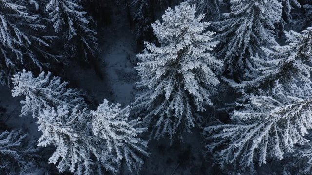 Aerial, tilt up, drone shot, over snow covered spruce trees, revealing endless woodlands, on a gloomy, winter day, in Finland
