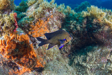Blue-fin damselfish-demoiselle à ailes bleue (Abudefduf luridus), Pico island, Azores.