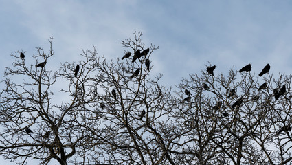 (Corvus corone) Aaskrähen versammeln sie sich zu großen Schwärmen und nächtigen auf hohen...