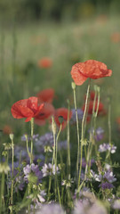 Red poppy in the spring meadow