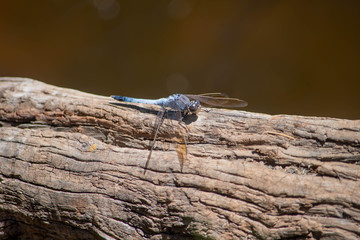 Dragonfly resting on a log