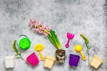 Garden Spring Hyacinth Background. One pink blooming hyacinth and multi-colored cups for planting seedlings on a gray background, top view, copy space. Easter background, Spring concept