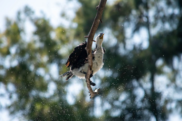 Cormorant shaking water off