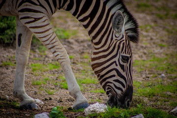 Fototapeta na wymiar Plains Zebra 