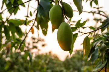 Green mangoes on the tree. Mango trees growing in a field in Asia. Mangoes fruit plantation. Delicious fruits are rich in vitamins.