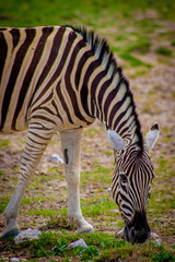 Obraz na płótnie Canvas Plains Zebra in Namibia