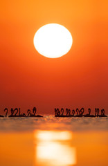 Silhouette of Greater Flamingos wading during sunrise at Asker coast, Bahrain