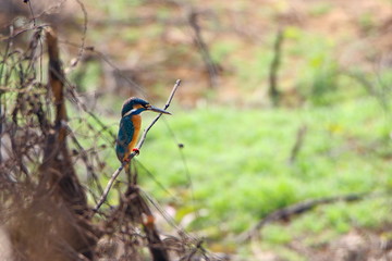 kingfisher on a branch