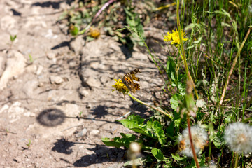 orange butterfly with broken wings sits on a flower on a sunny day