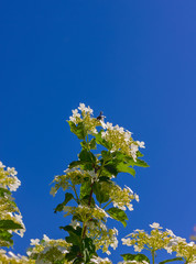black carpenter bee Xylocopa collects nectar in spring from viburnum flowers against a blue sky