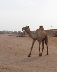 One camel trotting in Shalatin city market in Egypt