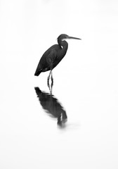 A highkety image of Western reef heron at Asker Marsh, Bahrain