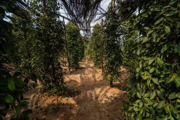 Black pepper plants growing on plantation in Asia. Ripe green peppers on a trees. Agriculture in tropical countries. Pepper on a trees before drying.