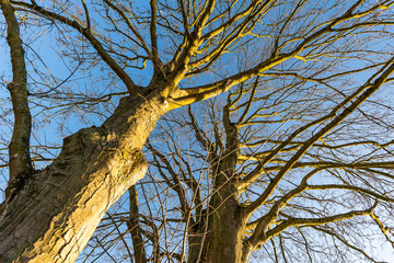kahle baumstämme im winter
