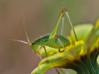 Close-up of young Steropleurus andalusius on yellow daisy
