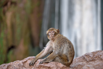 macaque monkeys near ouzoud watterfall