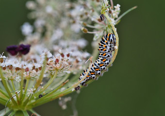 Papilio machaon caterpillar in primary phase.