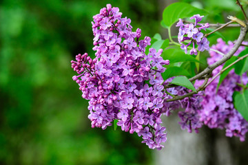 Close up of a group of fresh small blue flowers of Syringa vulgaris (lilac or common lilac)  in a garden in a sunny spring day, floral background photographed with soft focus