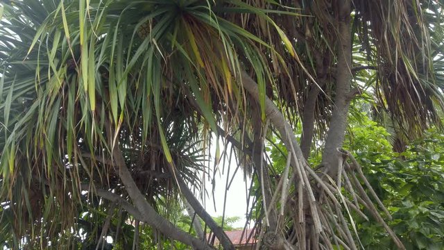Screw pine tree (Pandanus boninensis) at Puuhonua o Honaunau National Historical Park on the Big Island of Hawaii. 