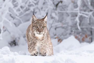 Young Eurasian lynx on snow. Amazing animal, walking freely on snow covered meadow on cold day....