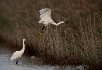 A pair of Intermediate Egrets at Asker Marsh, Bahrain