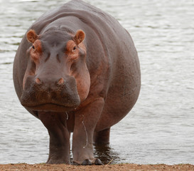 female hippopotamus