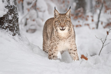 Young Eurasian lynx on snow. Amazing animal, walking freely on snow covered meadow on cold day. Beautiful natural shot in original and natural location. Cute cub yet dangerous and endangered predator.