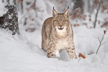 Fotobehang Lynx Jonge Euraziatische lynx op sneeuw. Geweldig dier, vrij wandelen op besneeuwde weide op koude dag. Mooie natuurlijke opname op originele en natuurlijke locatie. Leuke welp maar toch gevaarlijk en bedreigd roofdier.  © janstria