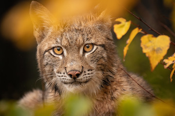 Obraz premium Young Eurasian in autumn. Amazing animal, portrait of the animal in autumn colored forest. Beautiful natural shot in original and natural location. Cute cub yet dangerous and endangered predator.