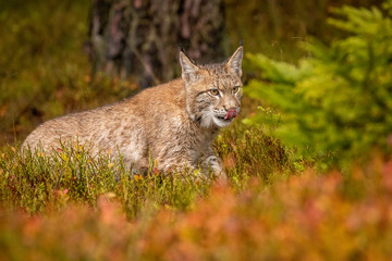 Young Eurasian in autumn. Amazing animal, walking freely on in autumn colored forest. Beautiful natural shot in original and natural location. Cute cub yet dangerous and endangered predator.