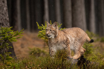 Young Eurasian in autumn. Amazing animal, walking freely on in autumn colored forest. Beautiful natural shot in original and natural location. Cute cub yet dangerous and endangered predator.