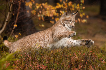 Naklejka na ściany i meble Young Eurasian in autumn. Amazing animal, jumping in autumn colored forest. Beautiful natural shot in original and natural location. Cute cub yet dangerous and endangered predator.