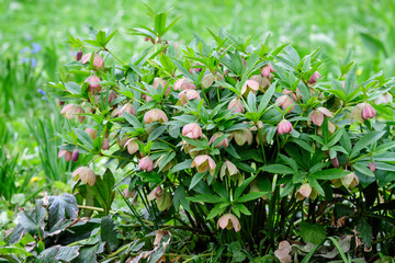 Close up of a large bush of fresh pink flowers of Hellebore plant, commonly known as winter rose, Christmas or Lenten rose, in a garden in a sunny spring day, photographed with soft focus