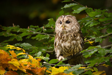 Cute owl sitting on leafy branch. Quietly and passionately looking and waiting. Clever predator. Amazing bird. Dangerous and endangered.
