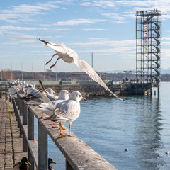 Friedrichshafen am Bodensee