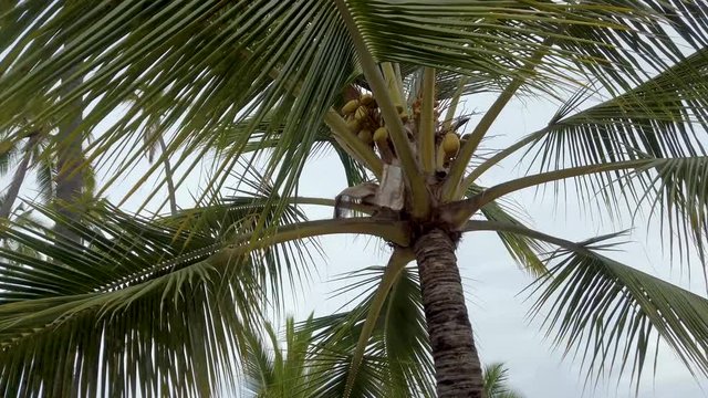 Coconut palm tree at Puuhonua o Honaunau National Historical Park on the Big Island of Hawaii.