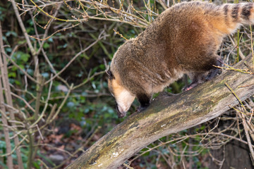 Naklejka na ściany i meble coati climbing down a branch in a forest 