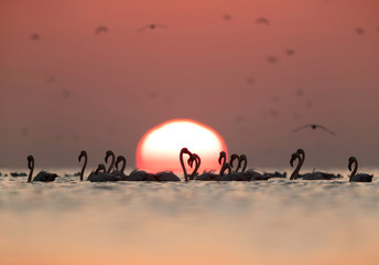 Greater Flamingos and dramatic sunrise at Asker coast, Bahrain